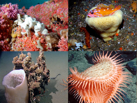 Images from Deep Sea Coral Poster