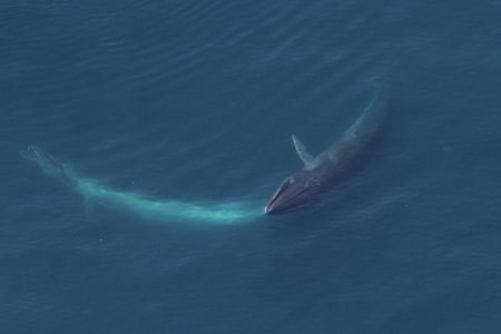 sei whale feeding