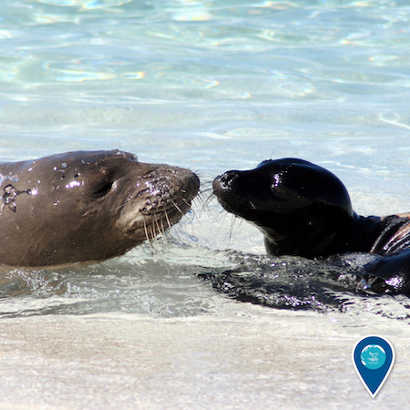 Mom and pup monk seal close to each other