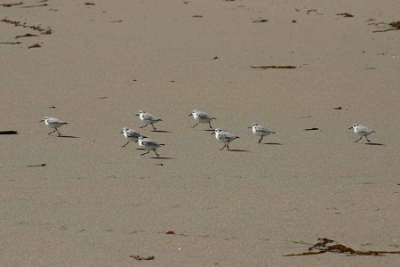 birds walking on sand