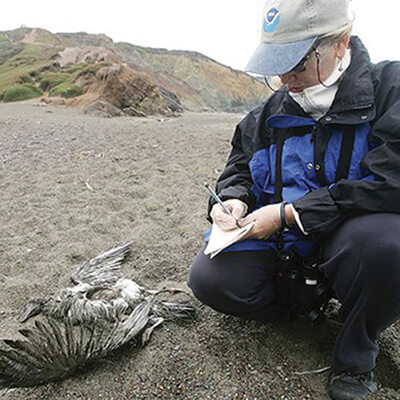 a dead bird on the beach and a volunteer taking notes next to it