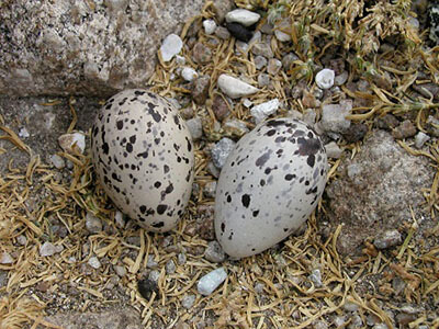 Two white eggs with black speckles