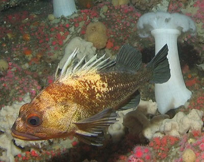A Quillback rockfish