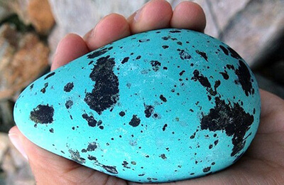 A bright blue egg with black spots