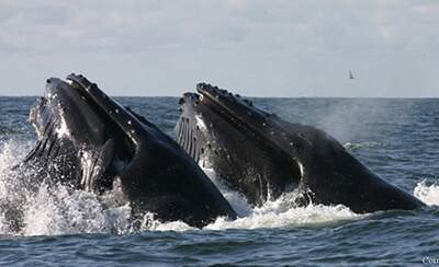 Humpbackwhales lunge feeding