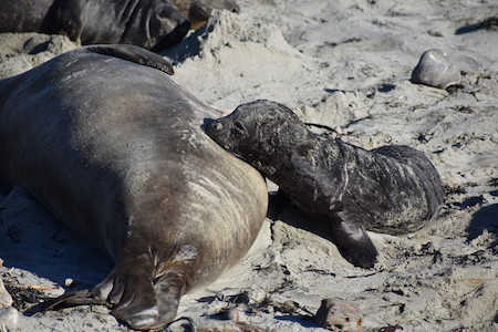 northern elephant seal pups