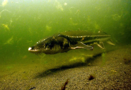 Green sturgeon swimming
