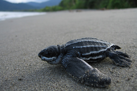 Small baby leatherback turtle