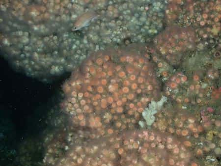 Colonial Cup Corals