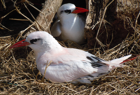 Red tailed tropicbirds
