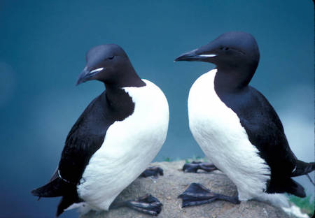 Two thick-billed murres standing
