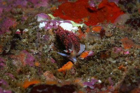 Hilton's Phidiana, shell-less mollusk known as a nudibranch