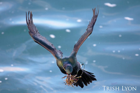 pelagic cormorant flying