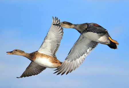 Gadwall ducks flying