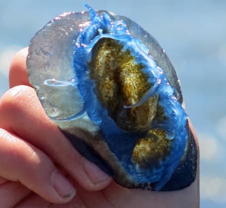 someone holding cobalt blue by their hands