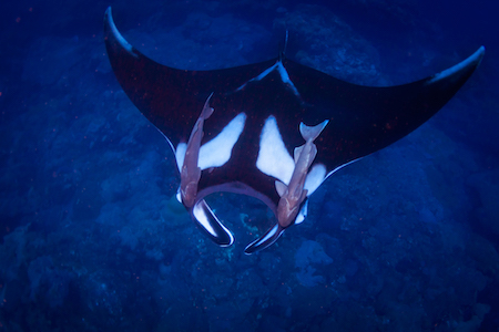 a manta ray