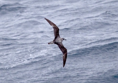  Cook’s petrels flying by