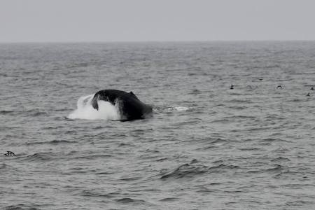 A humpback whale peaking out the water