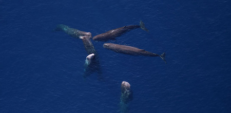 sperm whales huddled up