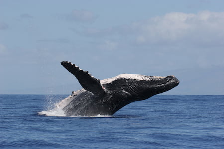 humpback whale taking a leap