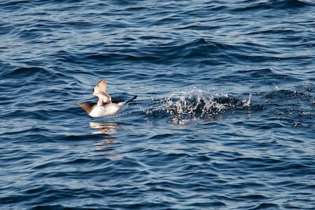 seabird trying to take flight away from the water