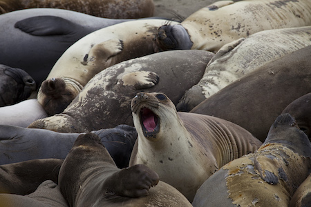 Seals huddled together