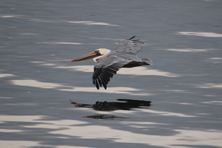 Brown Pelican flying over the water