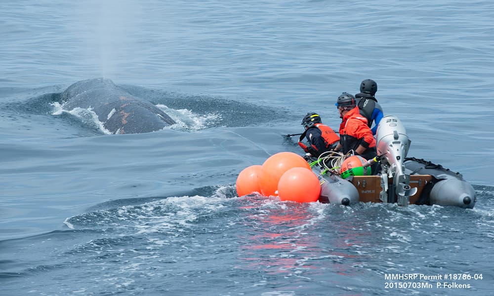 a whale swimming with fishing gear behind it and authorized NOAA personnel in a small boat right behind it attempting to cut the whale free of line under authorized NOAA permit Marine Mammal Health and Stranding Response Program permit number 18786