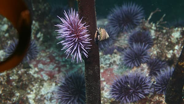 urchin on a piece of kelp, many urchins can be seen in the background on the seafloor