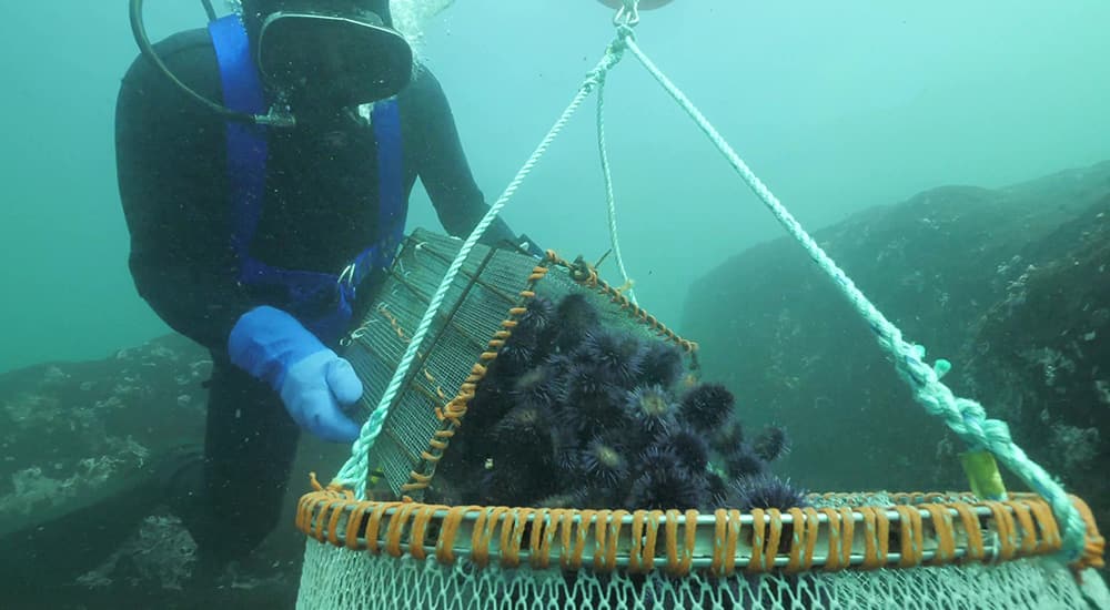 diver filling underwater basket with urchins