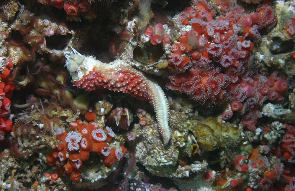a sea star with a missing ray and exposed white flesh