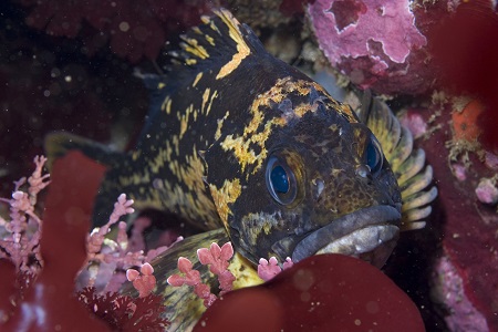 A black and yellow rockfish