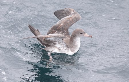 pink footed shearwater on the surface of the water