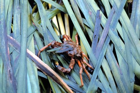 The kelp crab crawling on eelgrass beds